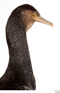 Double-crested cormorant Phalacrocorax auritus head neck 0008.jpg